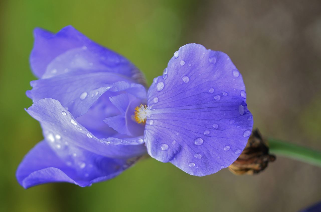 flower blue floral free photo