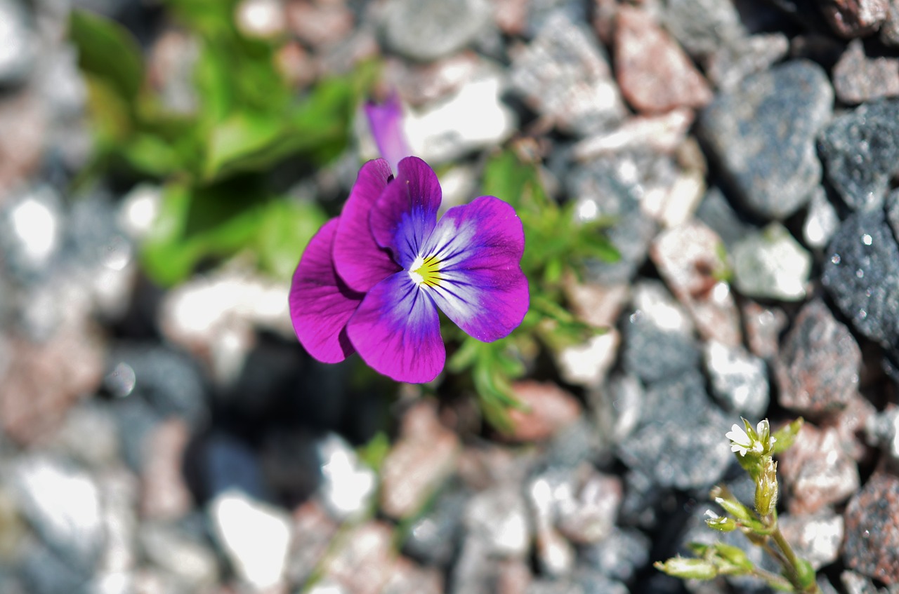 flower floral blossom free photo