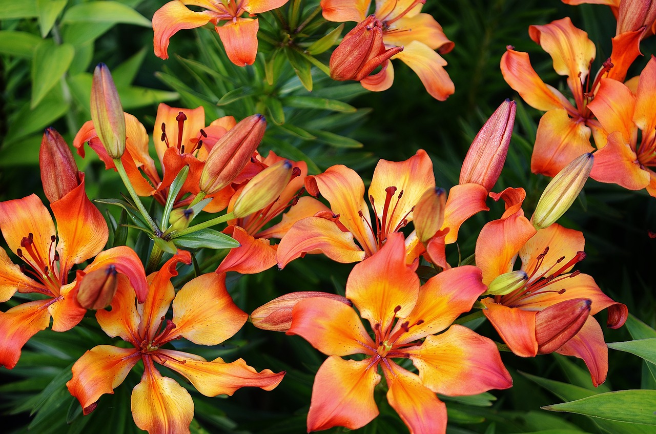 flower lily orange free photo