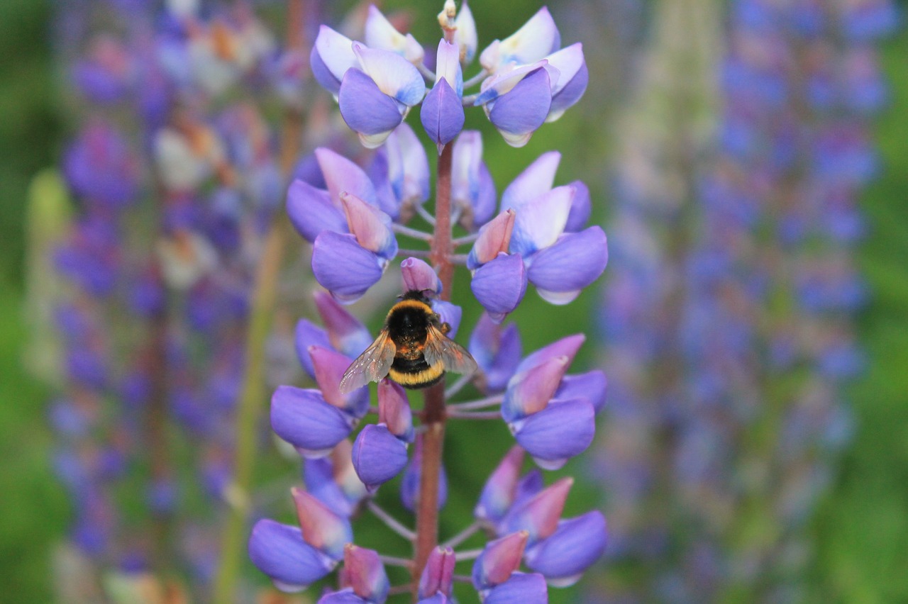 flower bee insect free photo