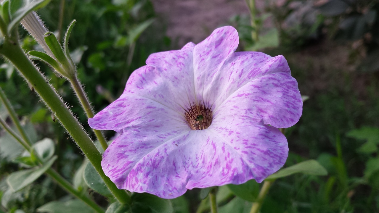 flower purple petunia free photo