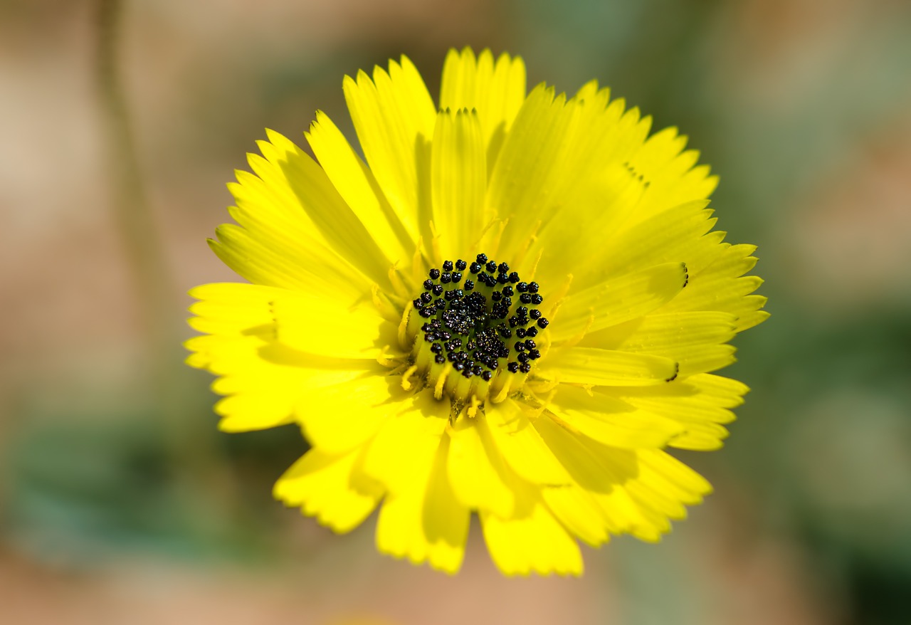 flower yellow plant free photo