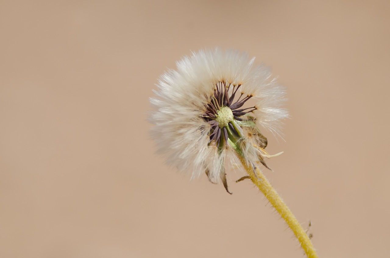 flower desert dry free photo