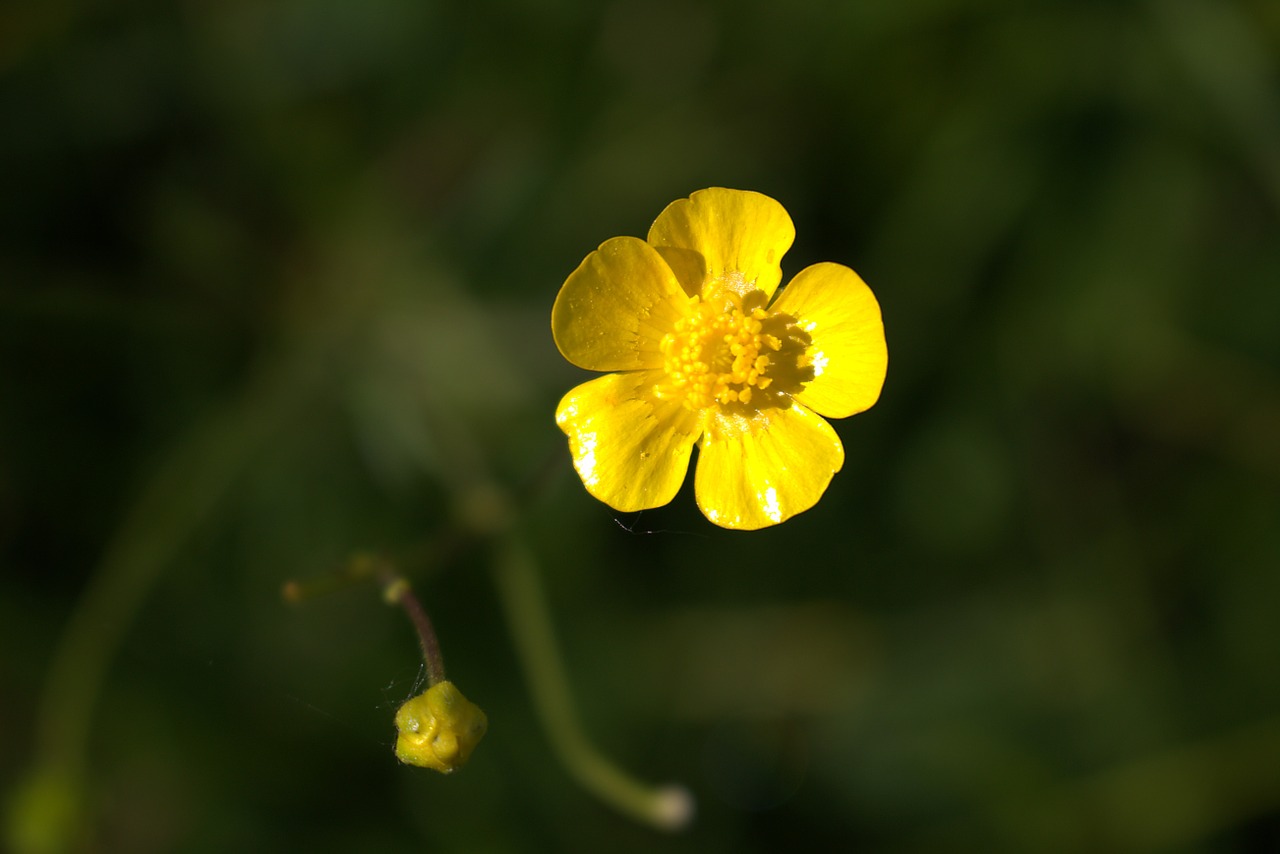 flower yellow close free photo