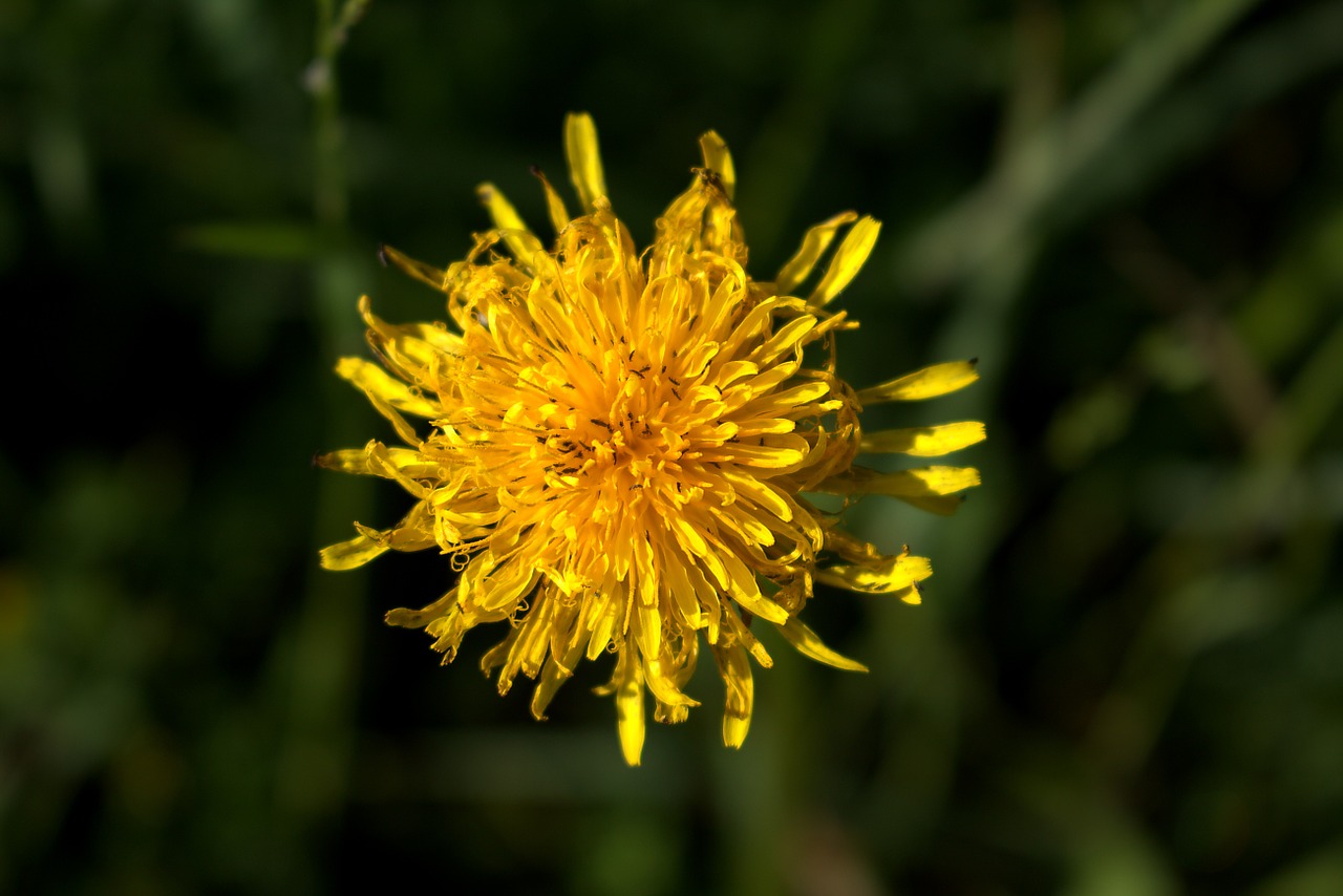 flower yellow close free photo