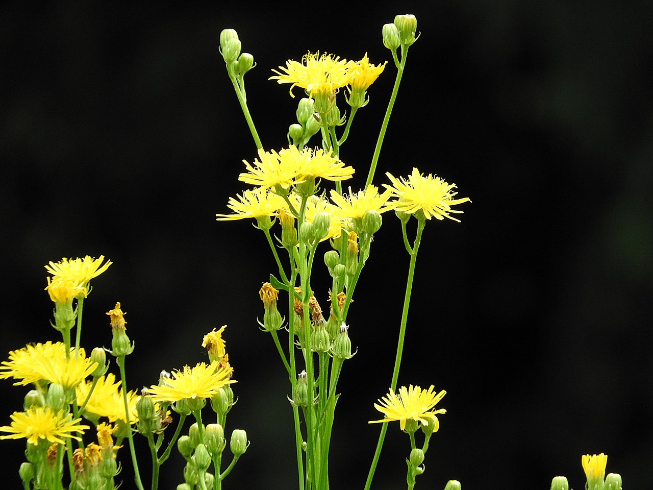 flower pointed flower wild flower free photo