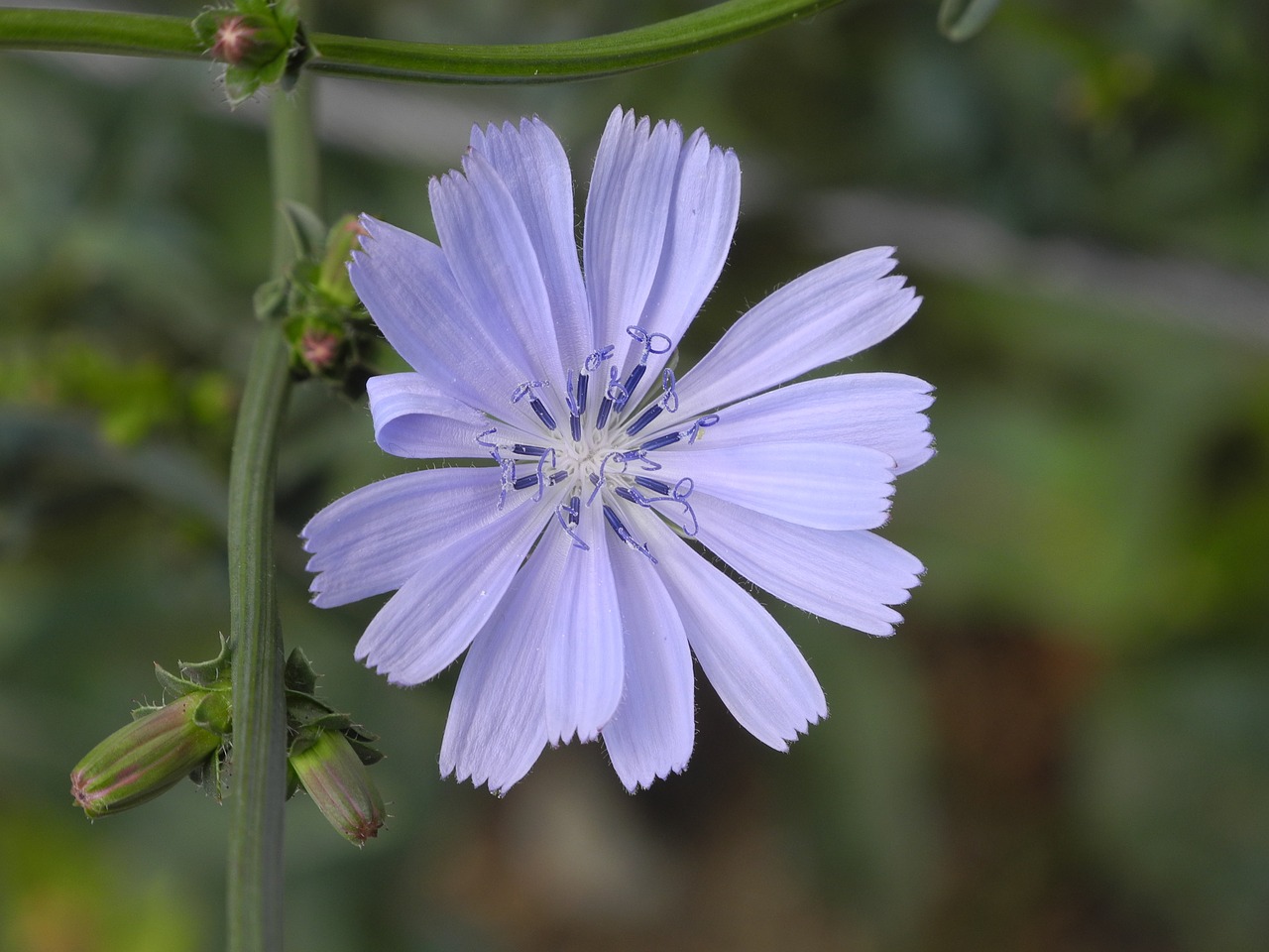 flower purple chicory free photo