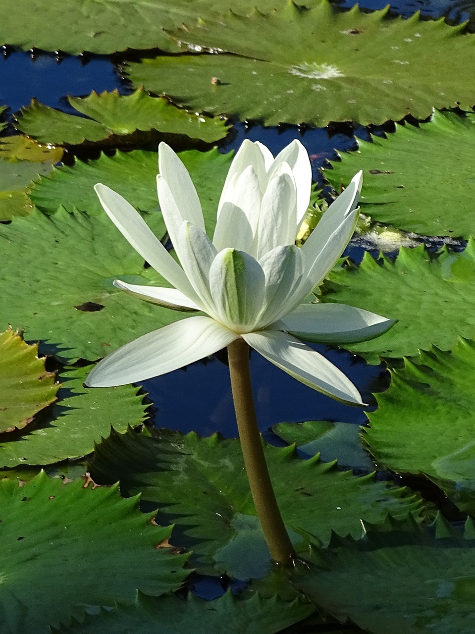 flower white lily free photo