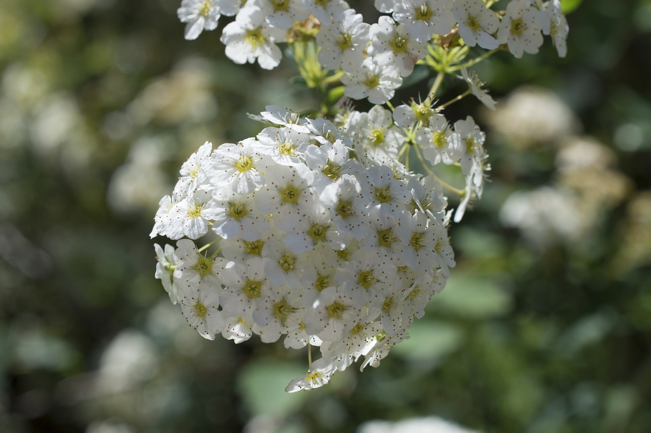 flower bloom nature free photo