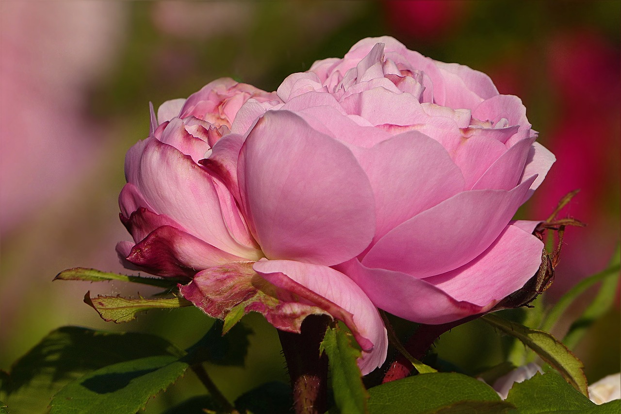 flower rose pink free photo