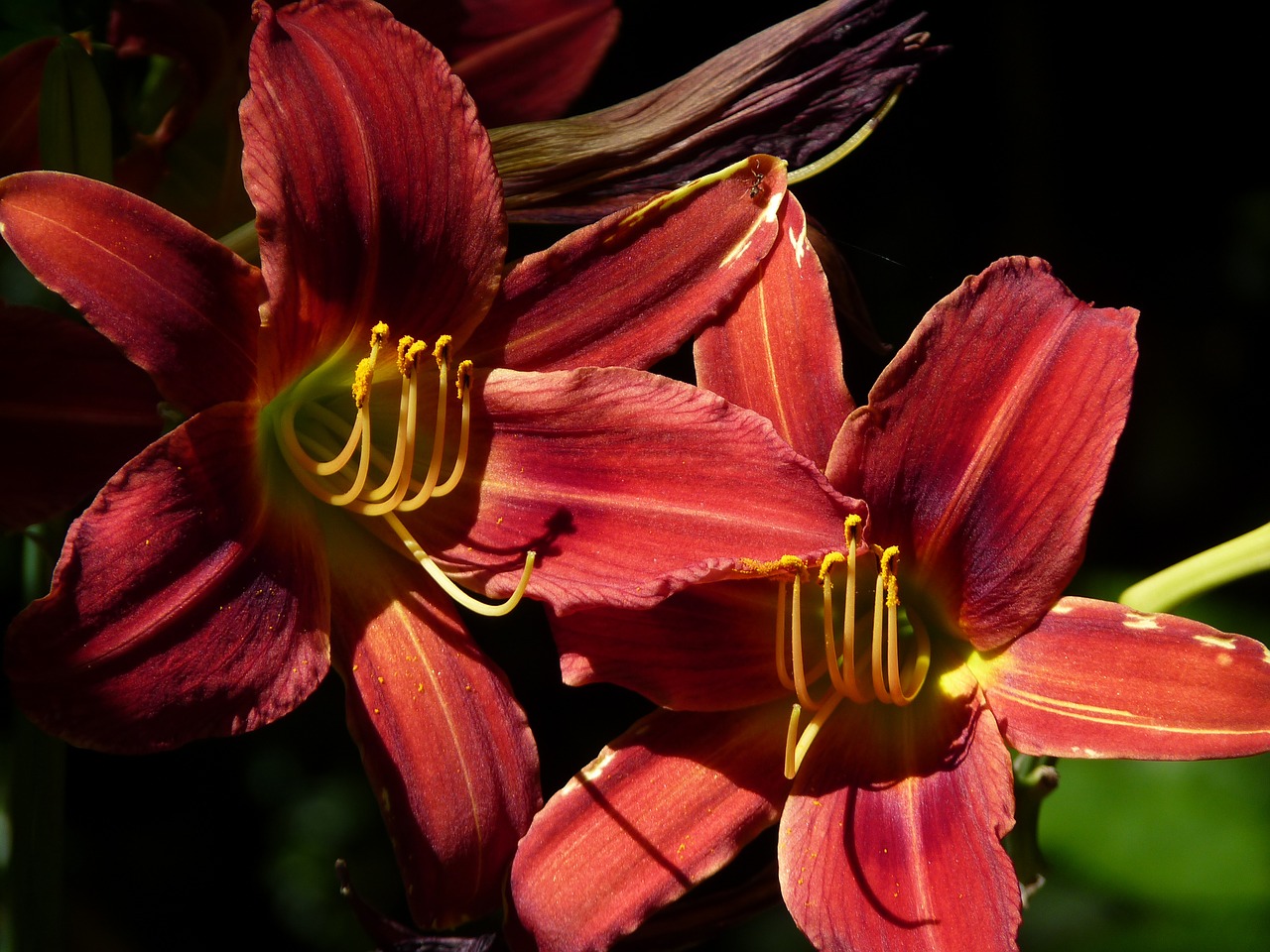 flower red lily free photo