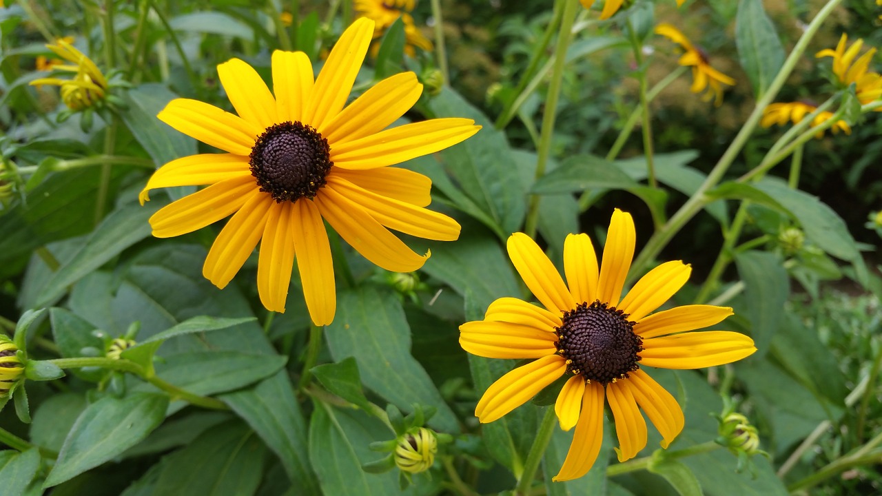 flower yellow nature free photo