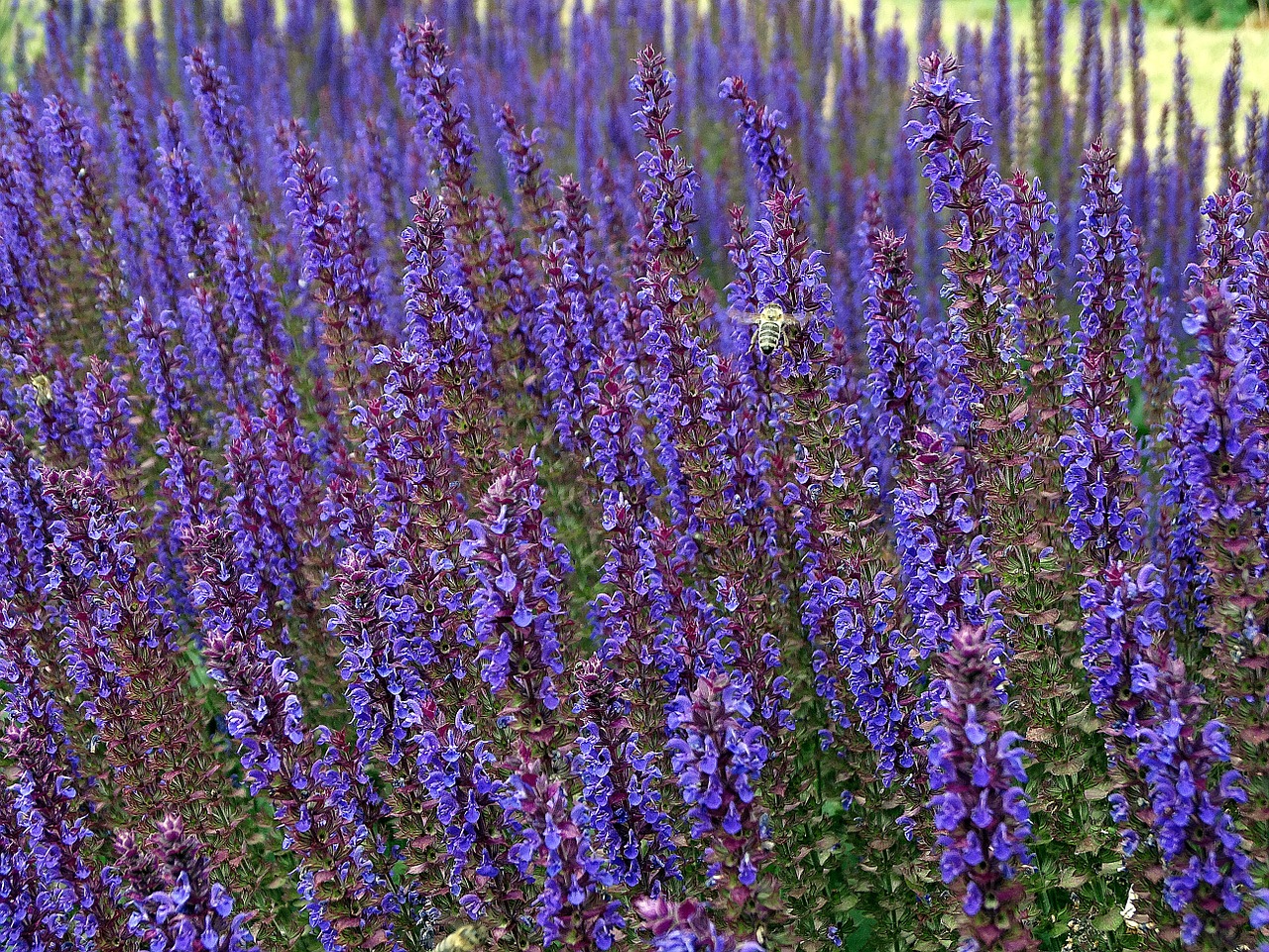 flower purple purple flower free photo