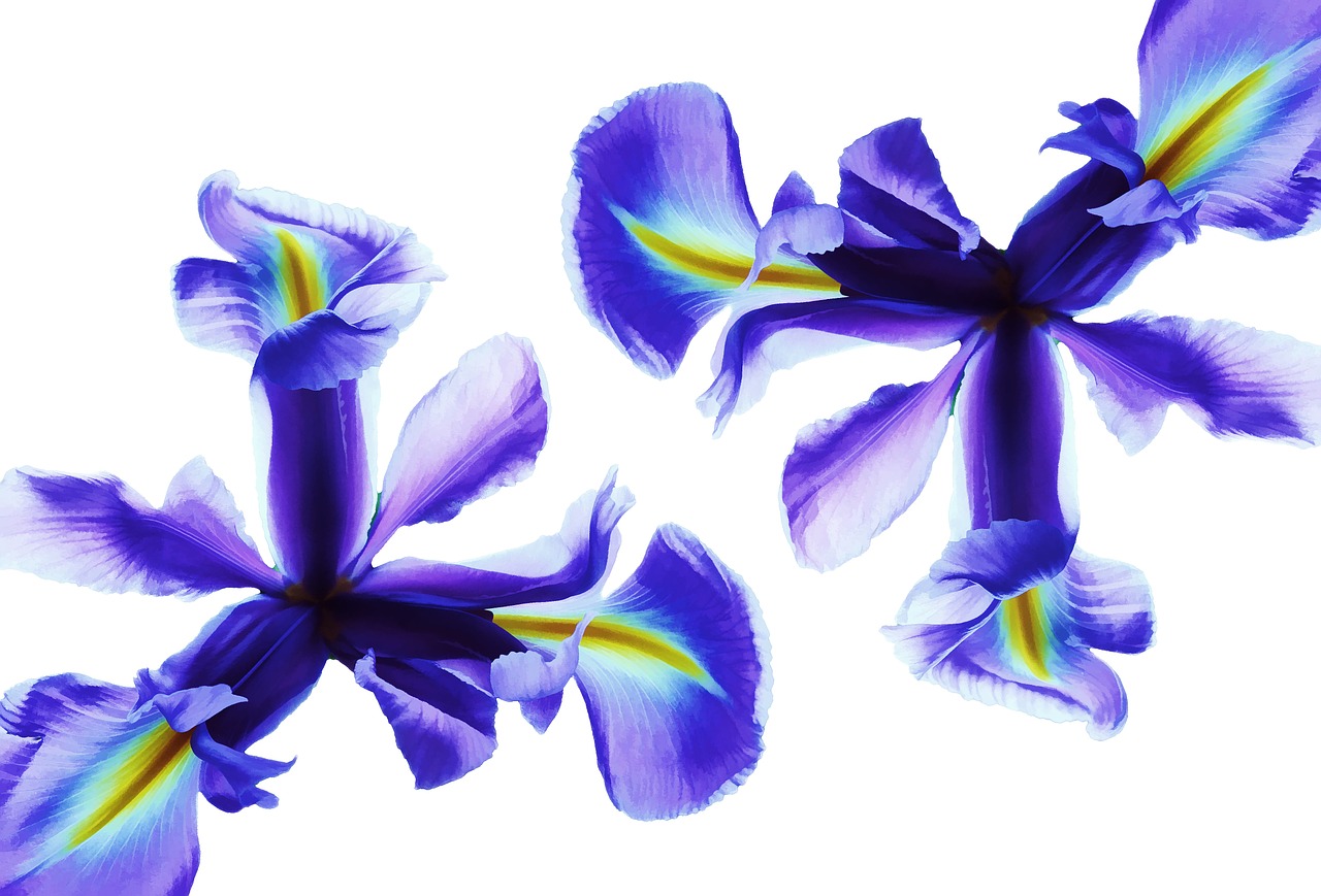 flower iris blue free photo