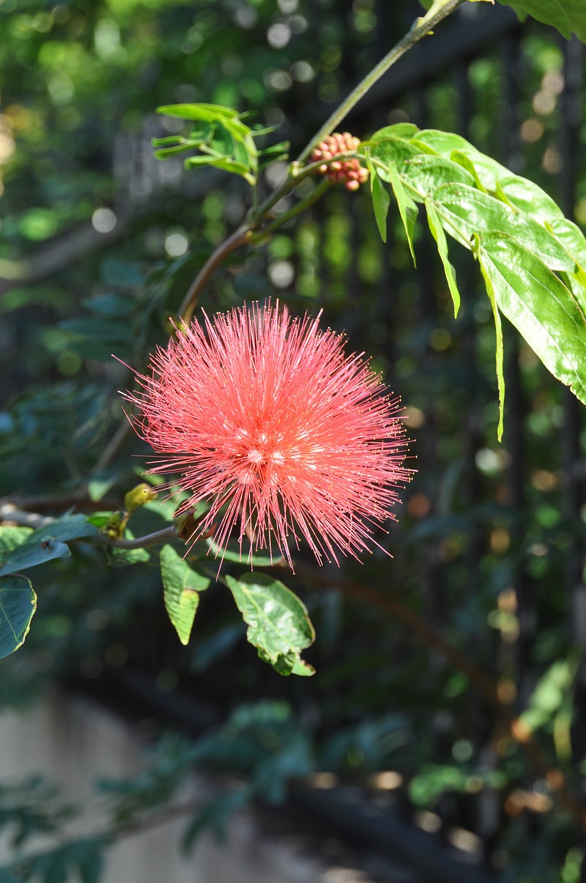 blossom bloom bush free photo