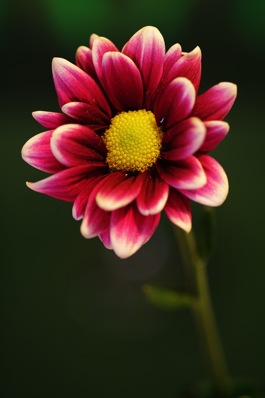 flower pink nature free photo