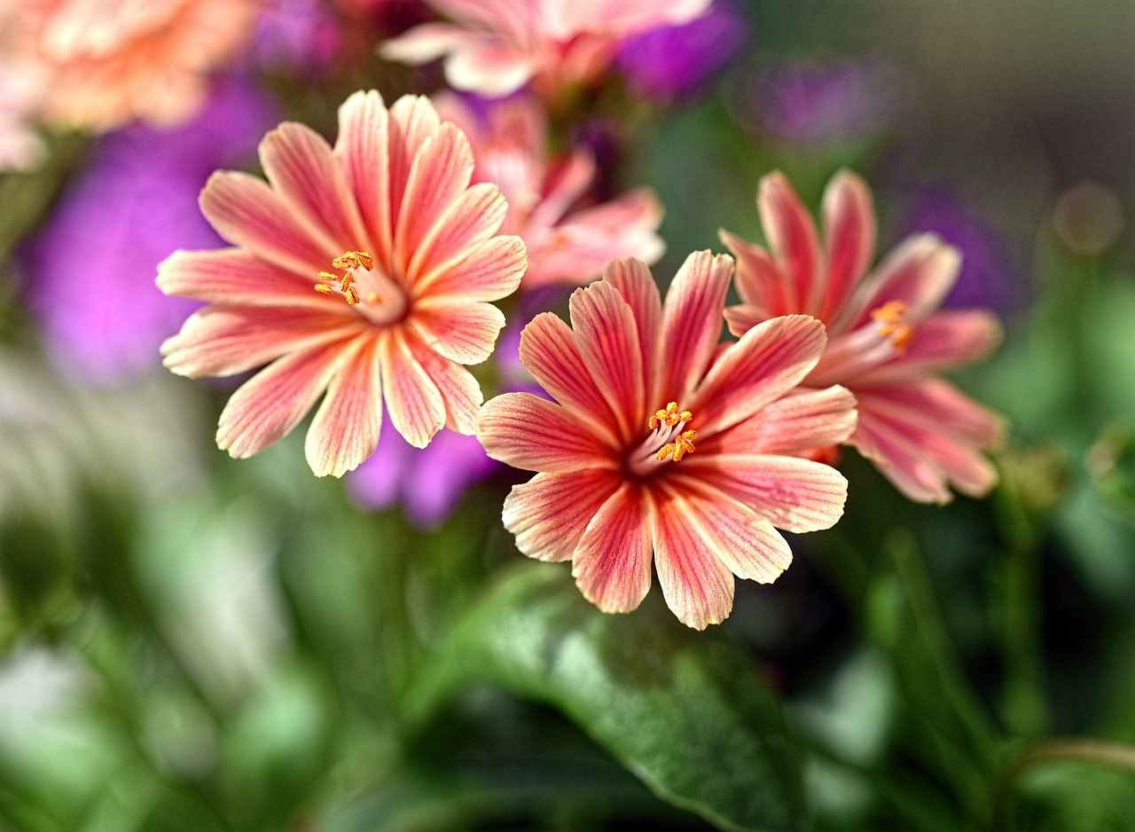 flower pink petals free photo