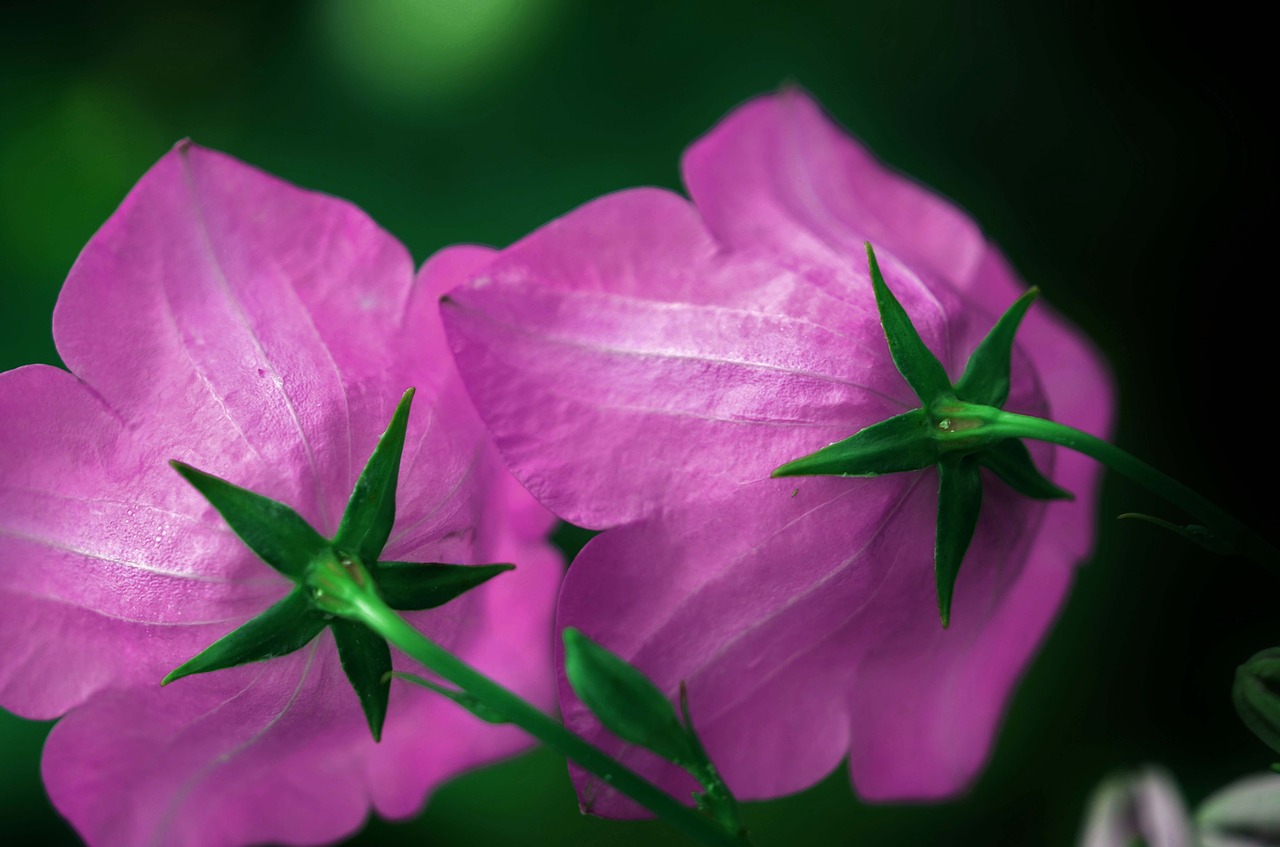 flower pink floral free photo