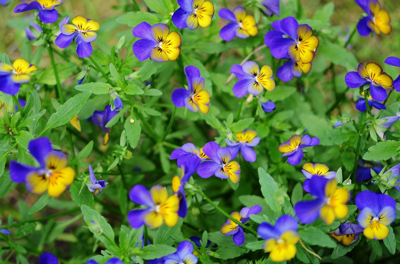 flower blue yellow free photo