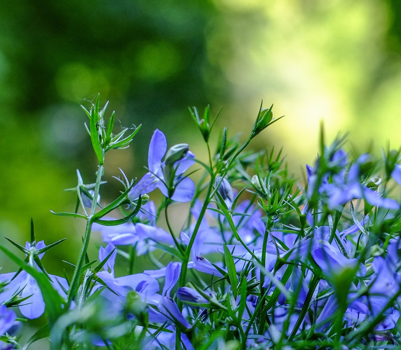 blossom bloom blue free photo