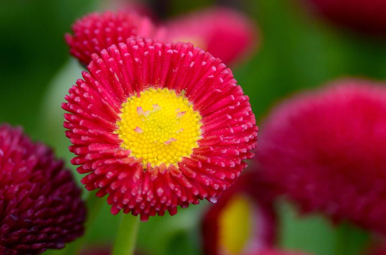 flower daisy red free photo