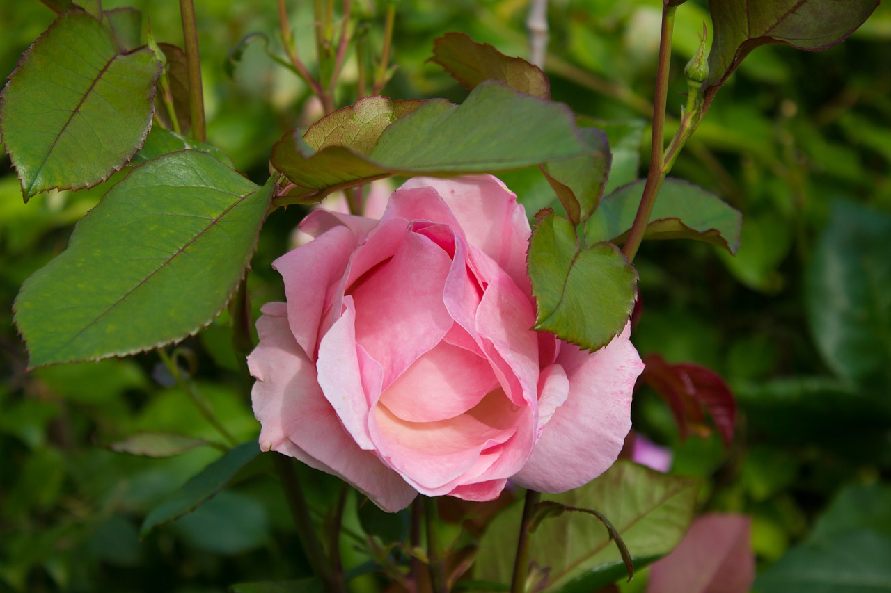 flower rose pink free photo