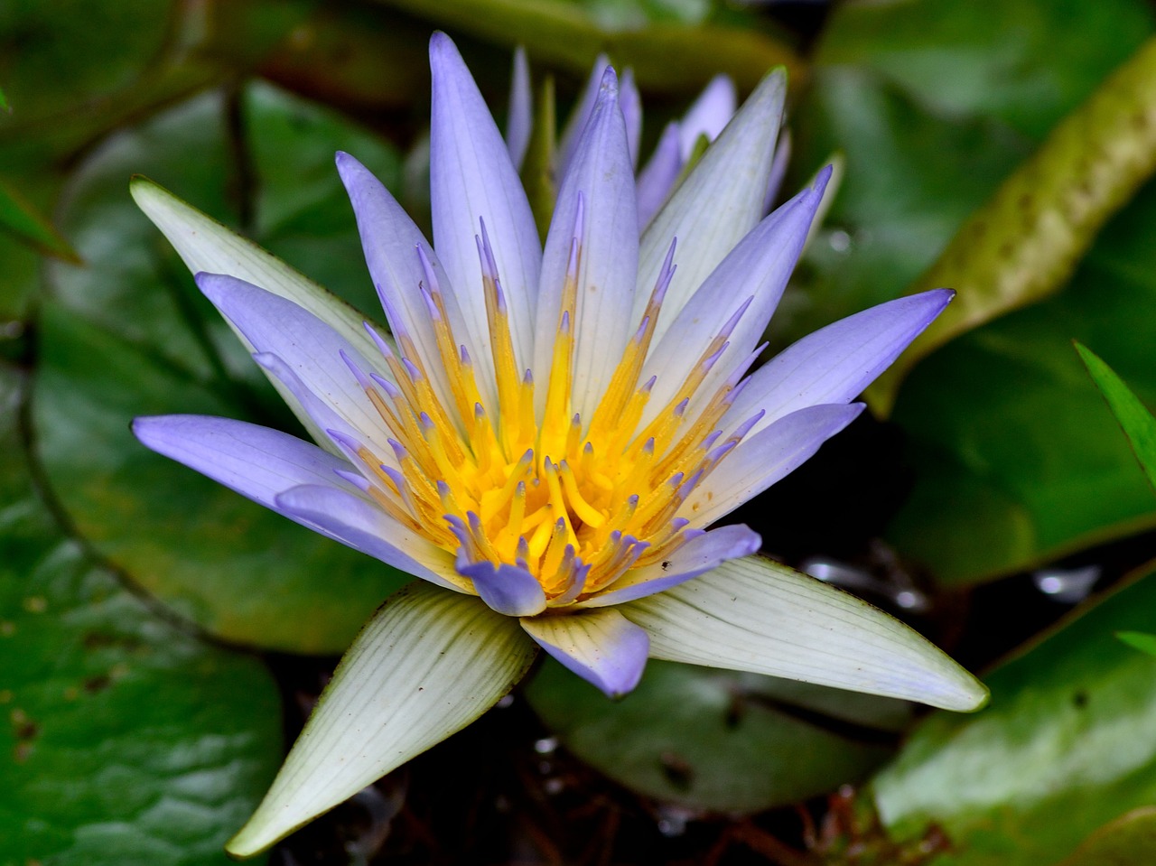 flower lavender nature free photo