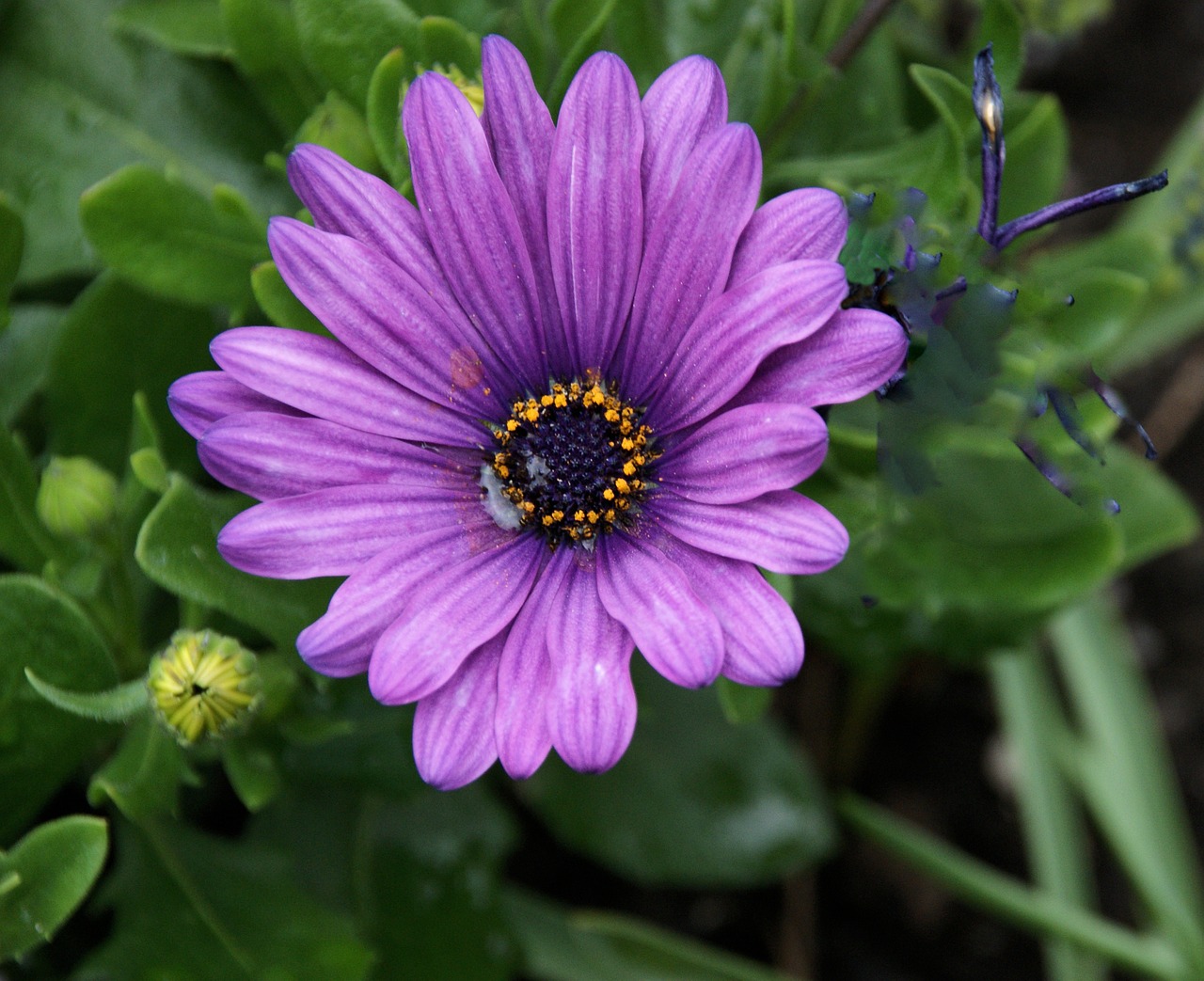 flower purple daisy free photo