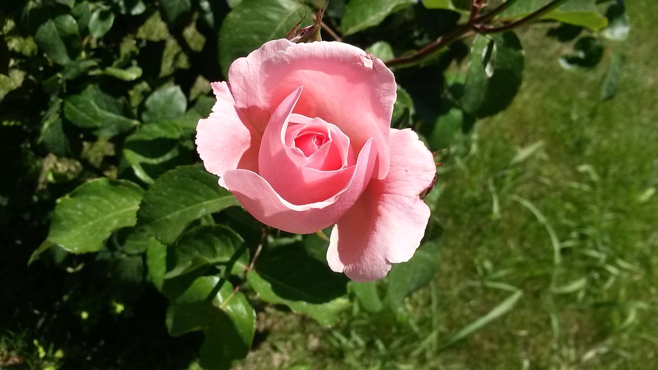 flower pink roses rose free photo