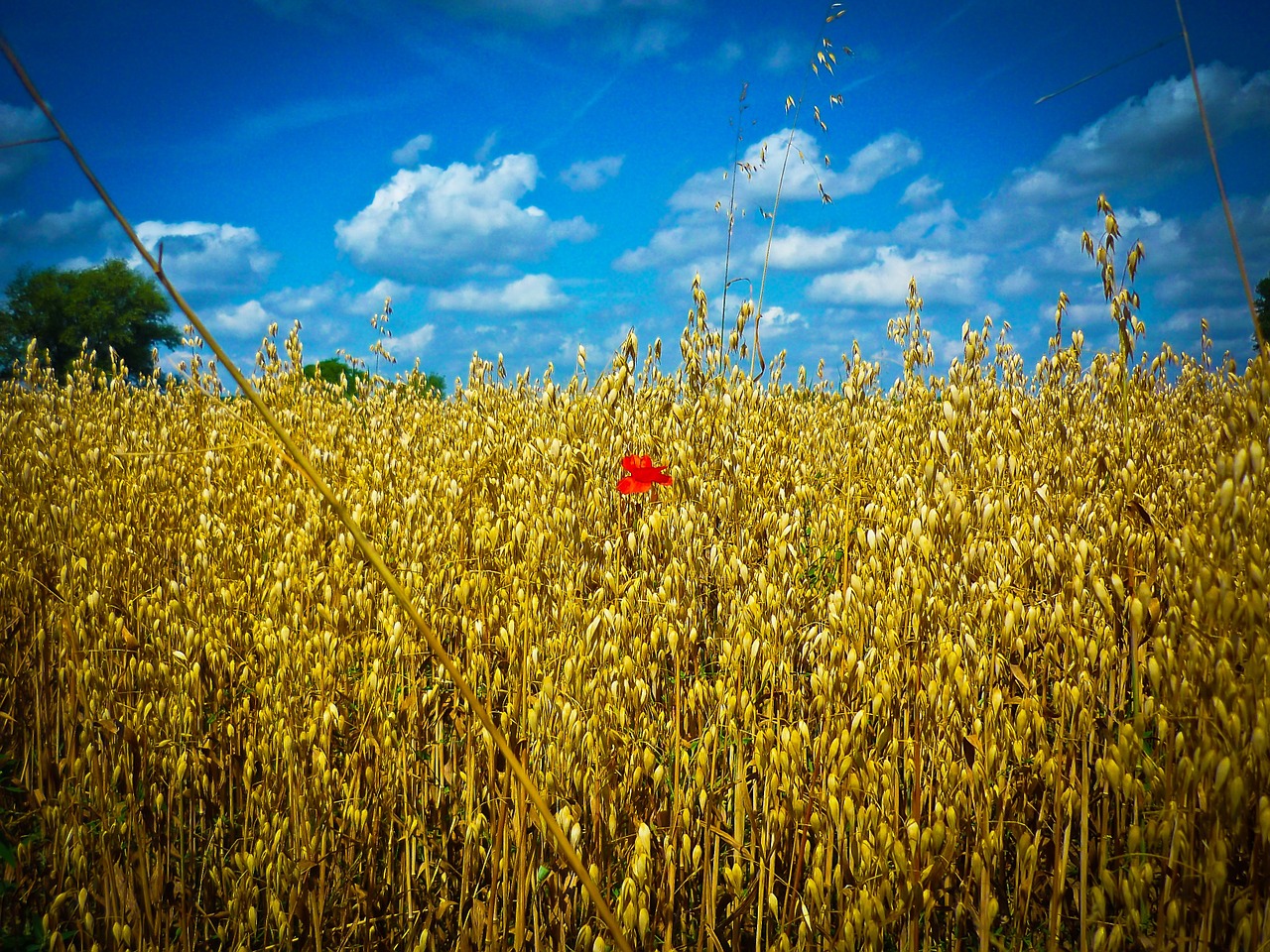 flower grain cornfield free photo