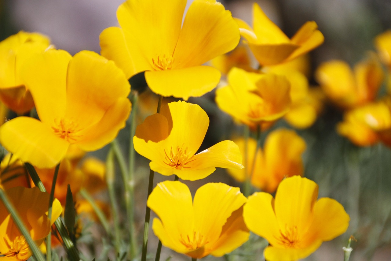 flower poppies summer free photo