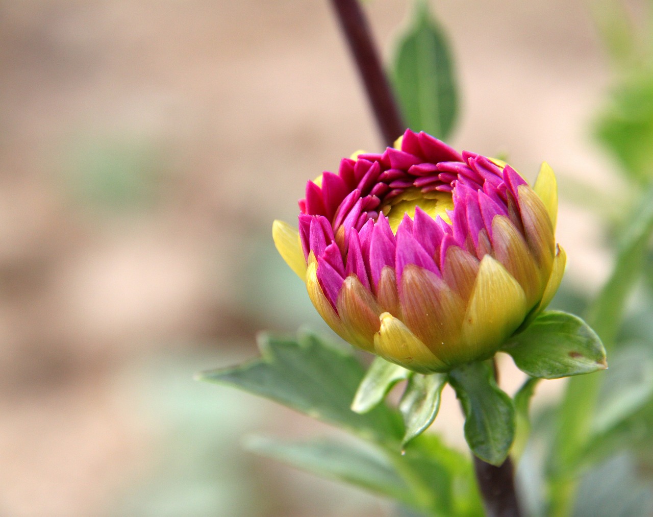 flower plants nature free photo