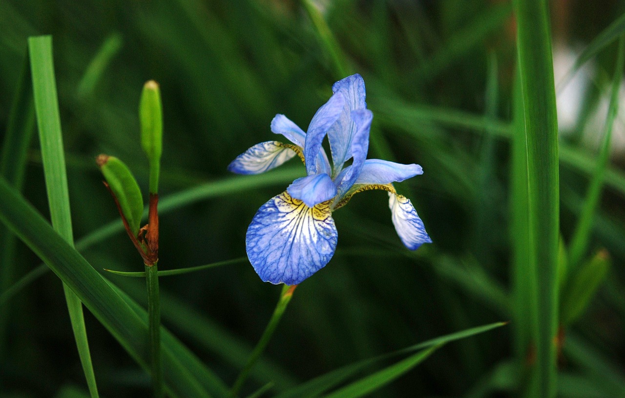 flower blue grass free photo