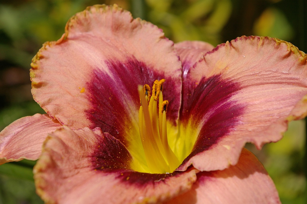 flower daylily lily free photo