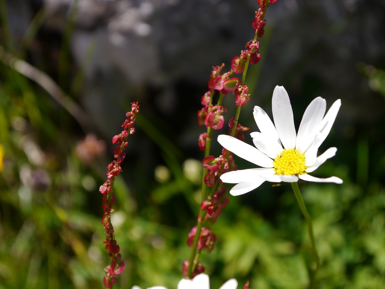 flower meadow blossom free photo