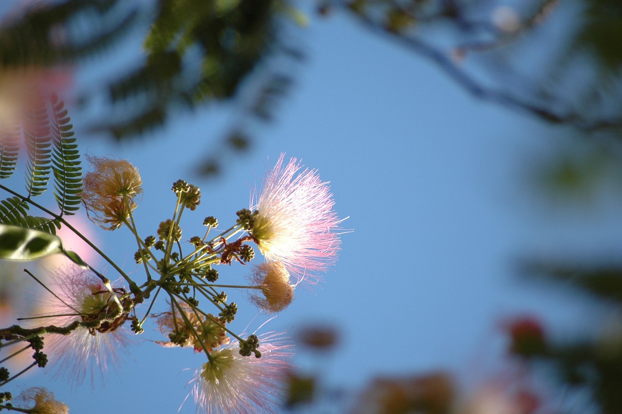 flower pink sky free photo