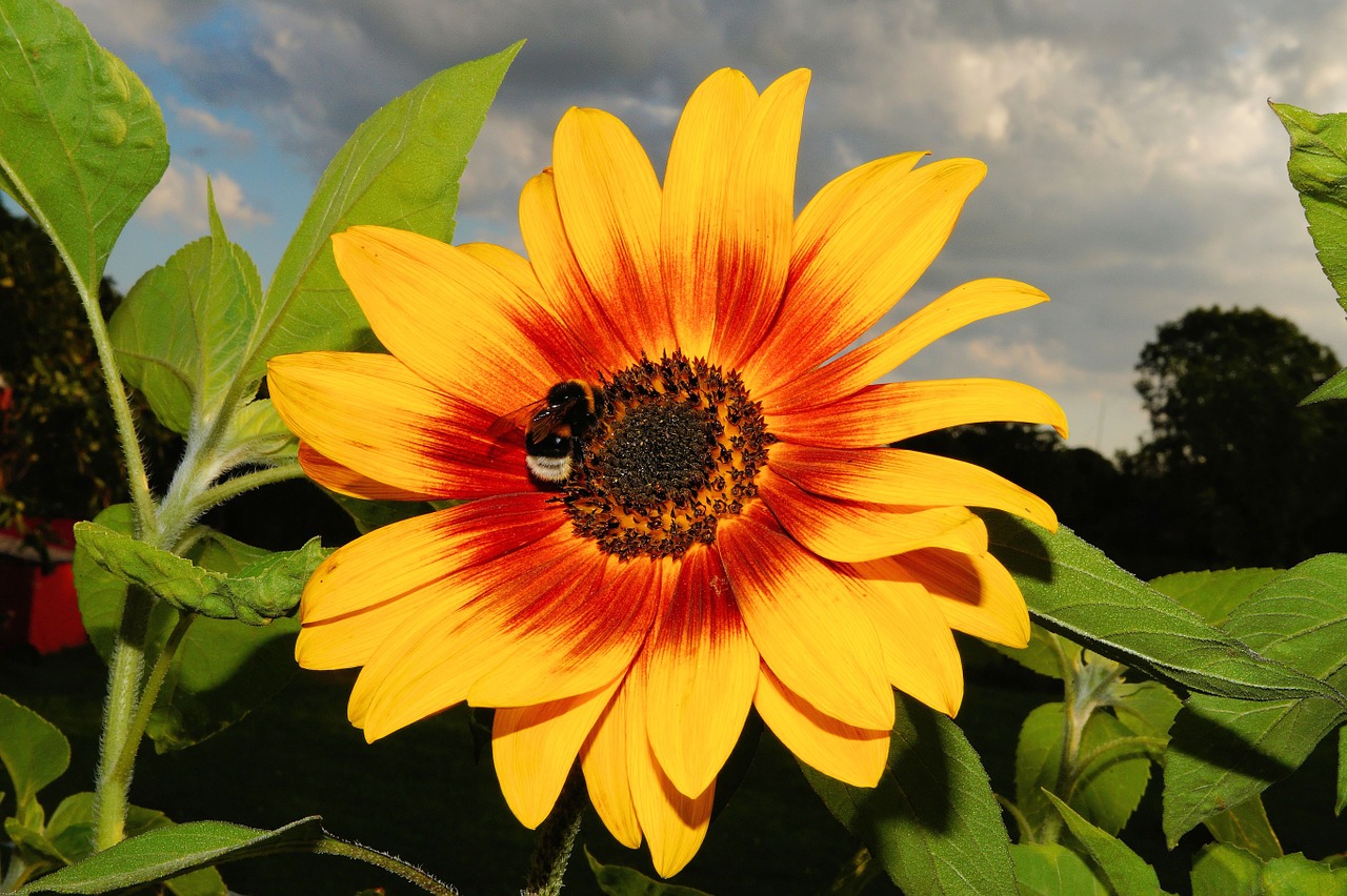 flower sun flower blossom free photo