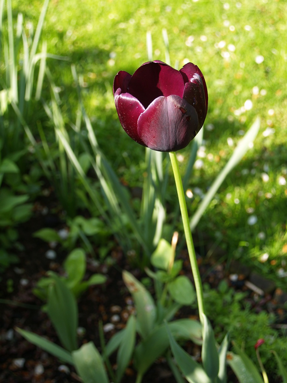 flower tulip bordeaux free photo
