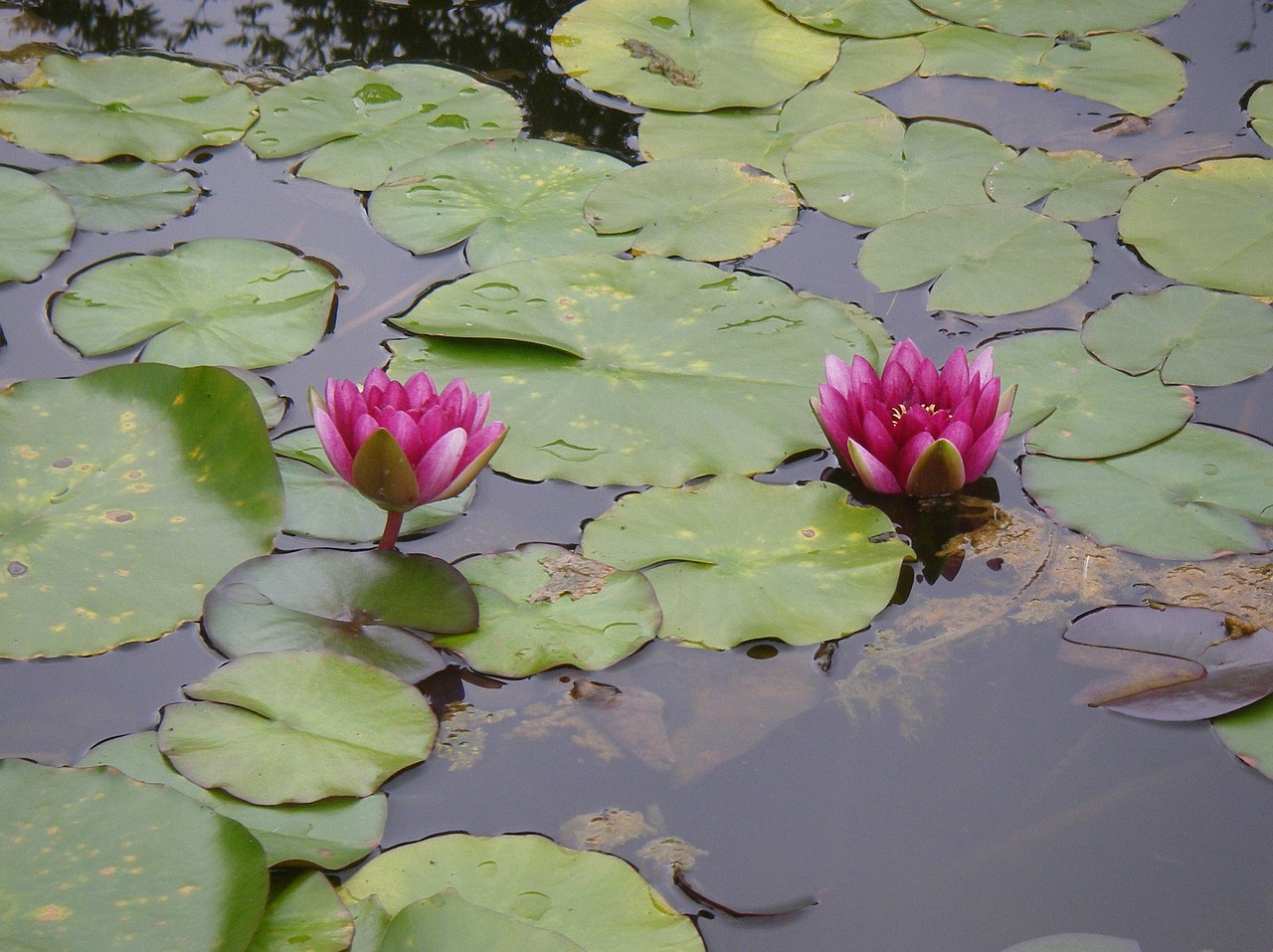 flower lotus pond free photo