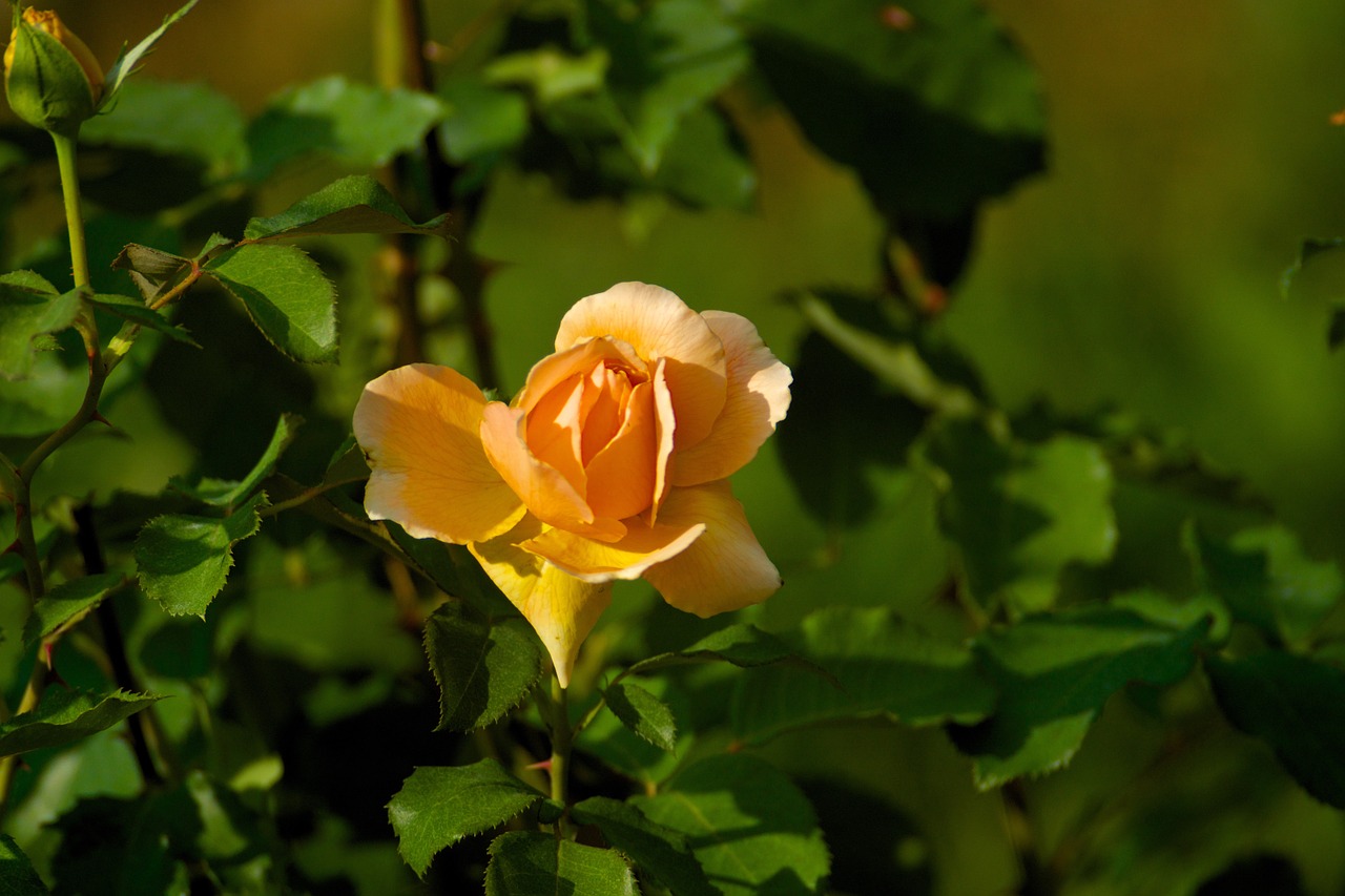 flower rose orange free photo