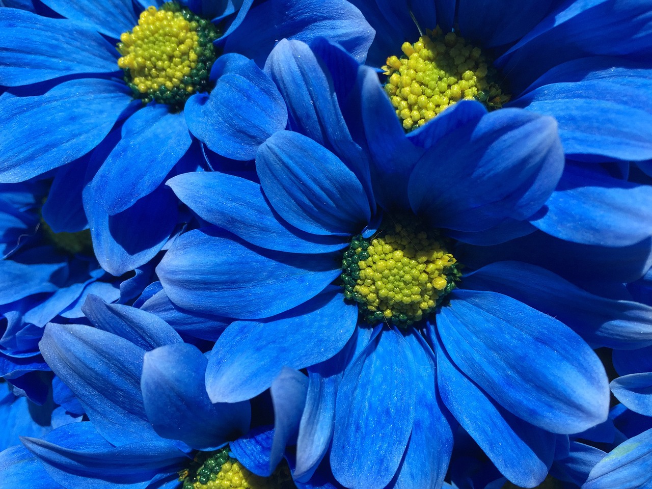 flower blue petals free photo