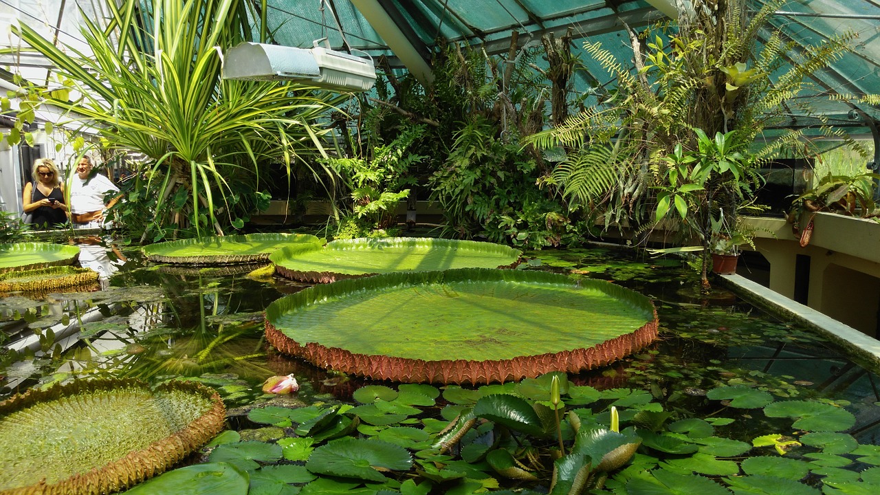 flower giant water lily jardin des plantes free photo