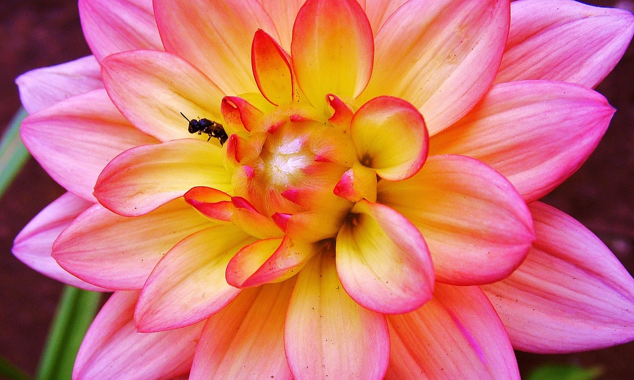 flower insect dahlia free photo