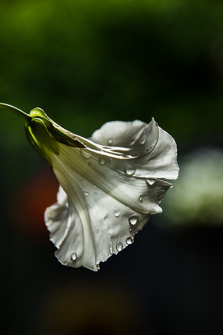 flower weeds bindweed free photo