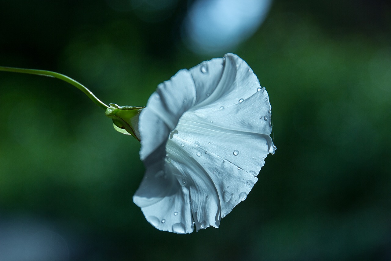 flower bindweed color free photo