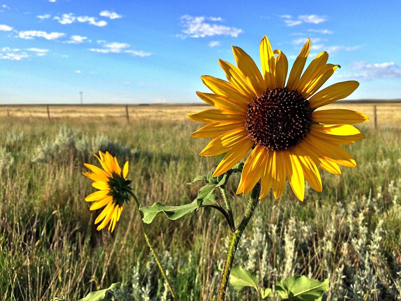 flower field nature free photo