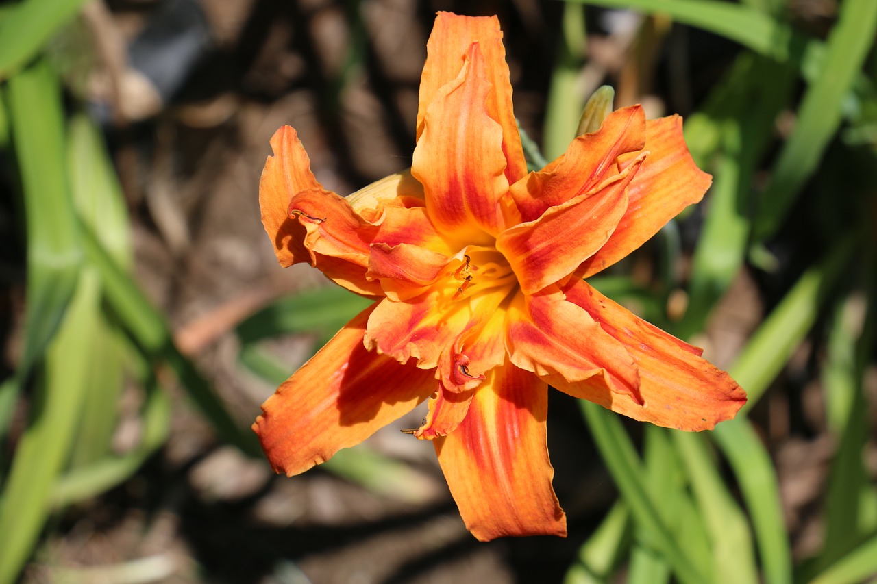 flower orange nature free photo