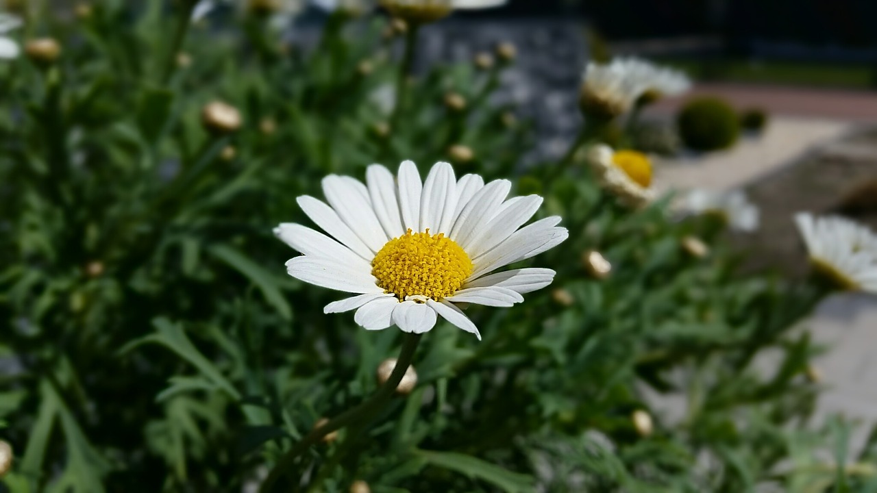 flower meadow flowers free photo