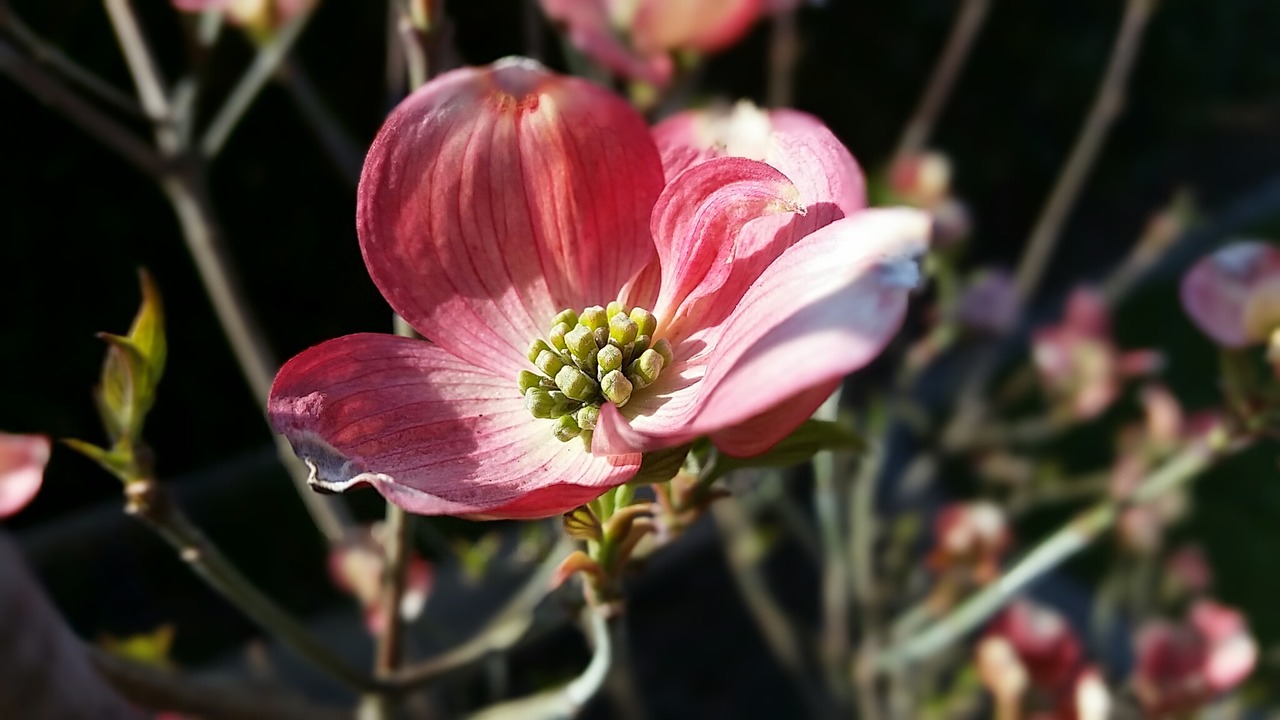 blossom bloom tree free photo