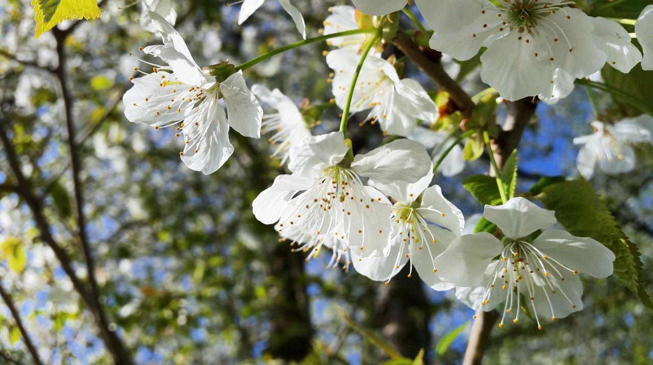 blossom bloom tree free photo